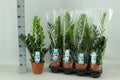 Zamioculcas (Glücksfeder) – Ø 14 cm, 65 cm hoch