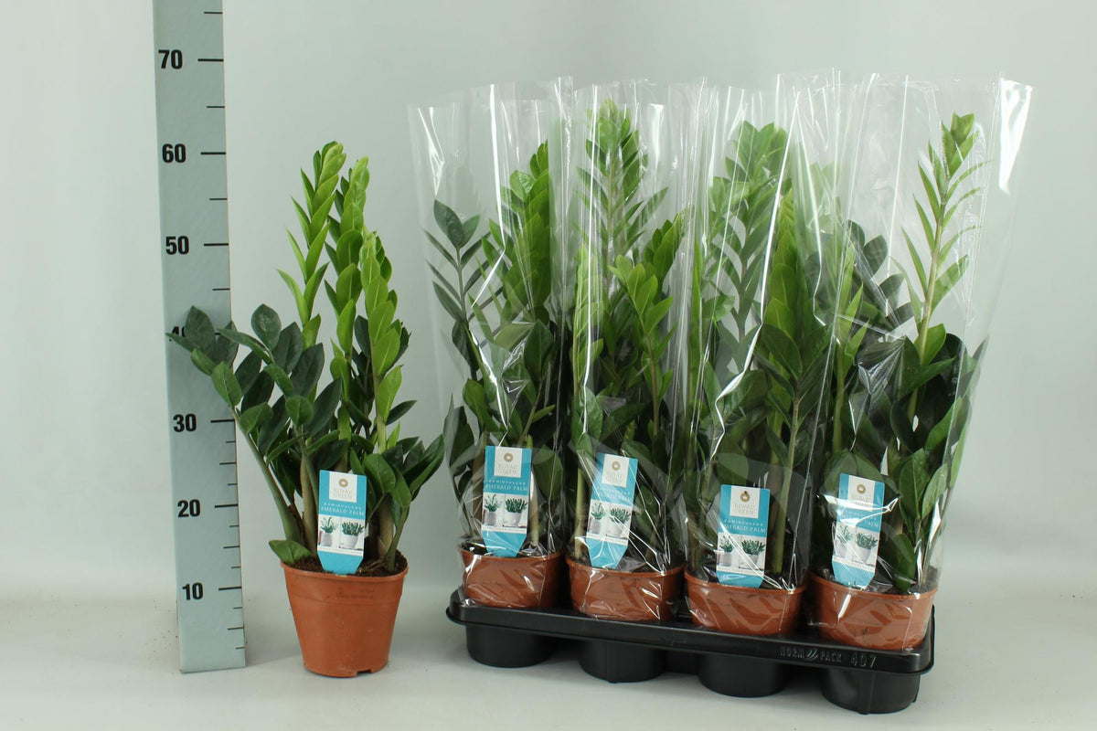 Zamioculcas (zz-plant) – Ø14 cm, 65 cm hoog