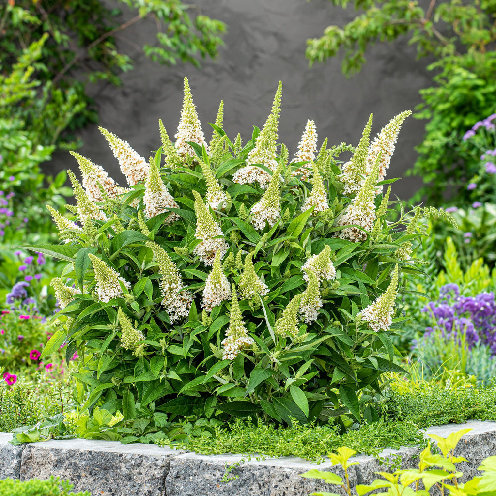 Buddleja davidii 'Butterfly Candy Little White' (vlinderstruik) – wit – 3 planten, Ø12 cm, 20–25 cm hoog