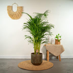 Areca palm (Dypsis) – Ø21 cm, 130 cm hoog