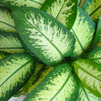 Dieffenbachia – Ø 21 cm, 90–100 cm hoch
