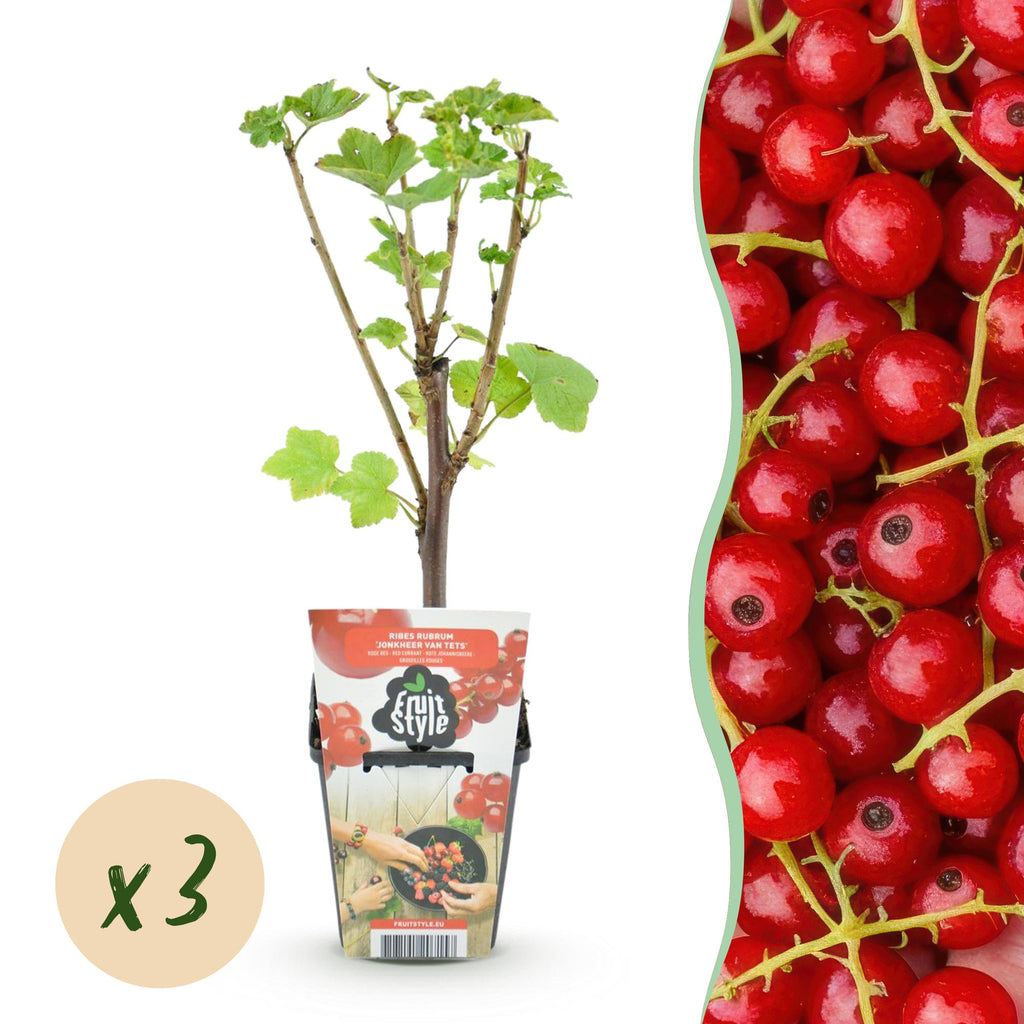 Ribes rubrum 'Jonkheer Van Tets' (currant bush) – 3 plants, Ø9 cm, 35 cm high