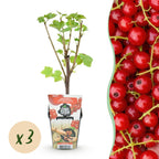 Ribes rubrum 'Jonkheer Van Tets' (currant bush) – 3 plants, Ø9 cm, 35 cm high