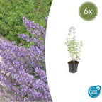 Nepeta 'Walker’s Low' (catmint) – 6 plants, Ø9 cm, 10–25 cm high