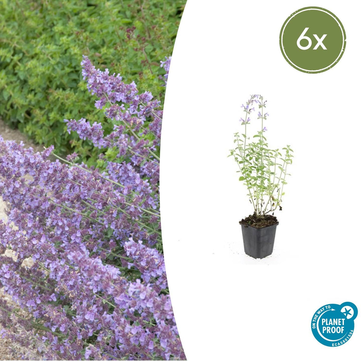 Nepeta 'Walker’s Low' (catmint) – 6 plants, Ø9 cm, 10–25 cm high – photo 2