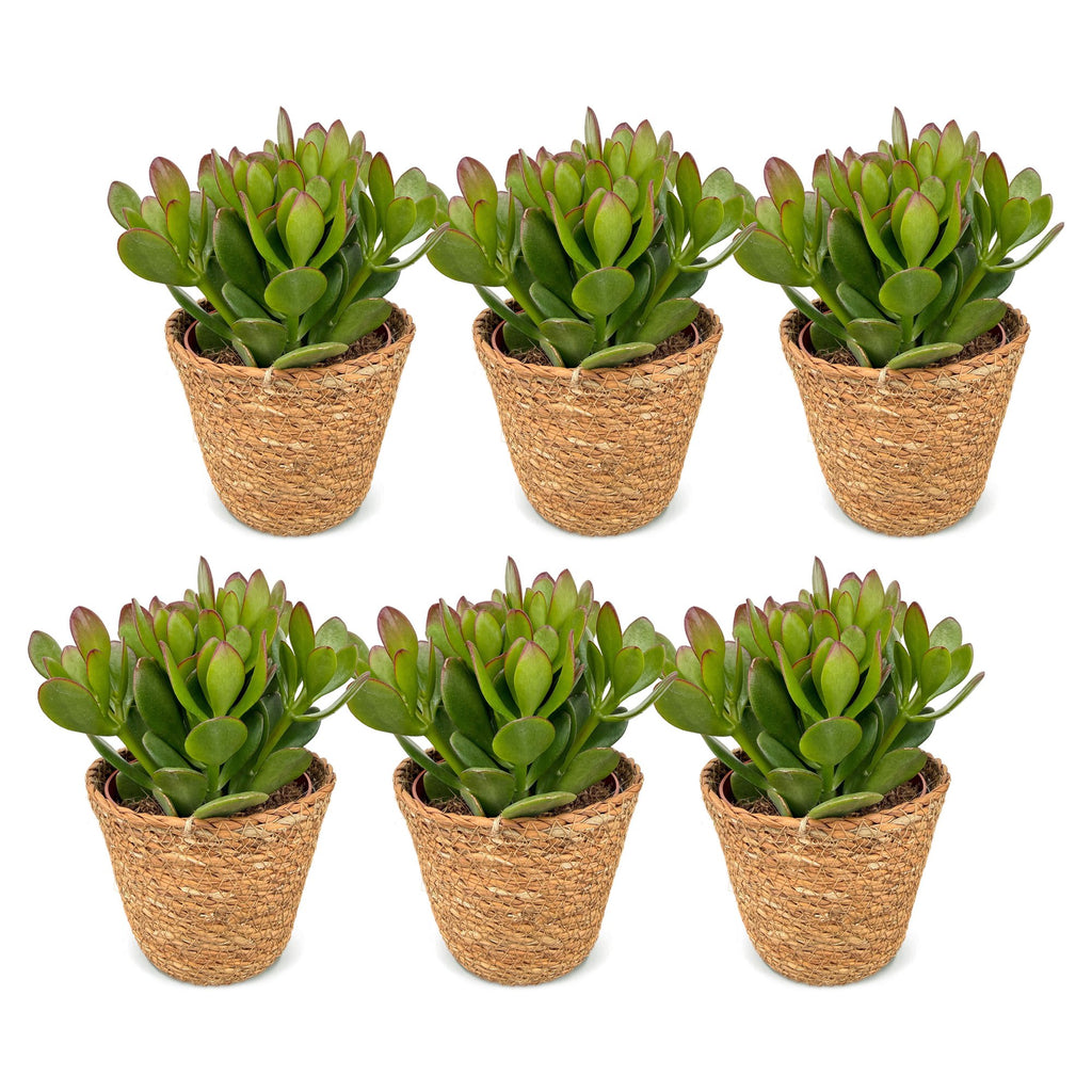 6× Crassula ovata (plante jade) avec panier – Ø12 cm, 16 cm de haut