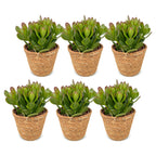 6× Crassula ovata (plante jade) avec panier – Ø12 cm, 16 cm de haut