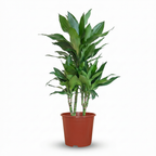 Dracaena Janet Craig (drakenboom) – Ø21 cm, 90–100 cm hoog