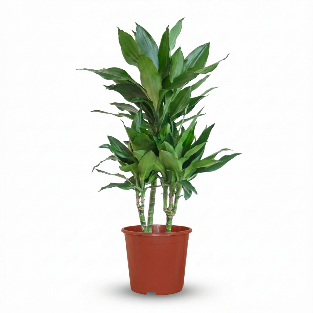 Dracaena Janet Craig (drakenboom) – Ø21 cm, 90–100 cm hoog