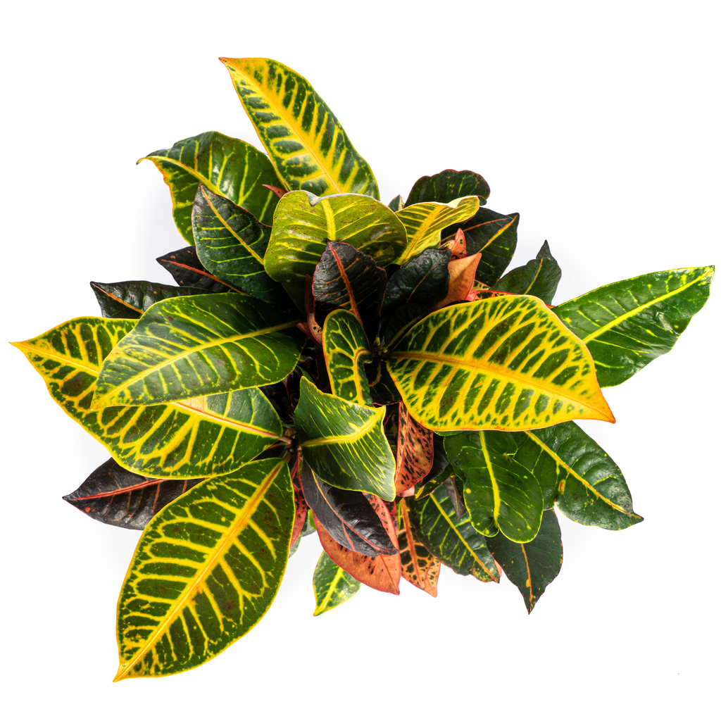 Codiaeum 'Croton' Petra – Ø17 cm, 40–60 cm hoog