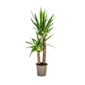 Yucca elephantipes – Ø19 cm, 70–90 cm høj