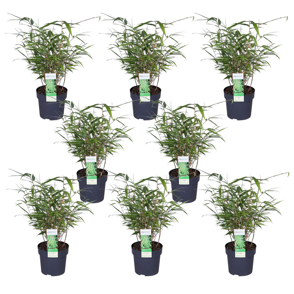 Fargesia rufa (bamboo) – 8 plants, Ø14 cm, 40 cm high