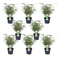 Fargesia rufa (bamboo) – 8 plants, Ø14 cm, 40 cm high