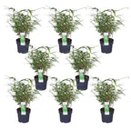 Fargesia rufa (bamboo) – 8 plants, Ø14 cm, 40 cm high