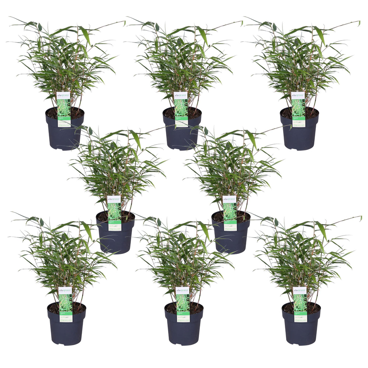 Fargesia rufa (bamboo) – 8 plants, Ø14 cm, 40 cm high