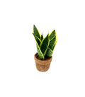 Sansevière jaune (langue de belle-mère) dans un pot en fibre de coco – Ø 10 cm, 30 cm de haut