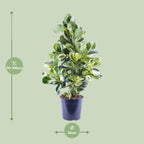 Clusia Rosea White Star – Ø24 cm, 95 cm hoog
