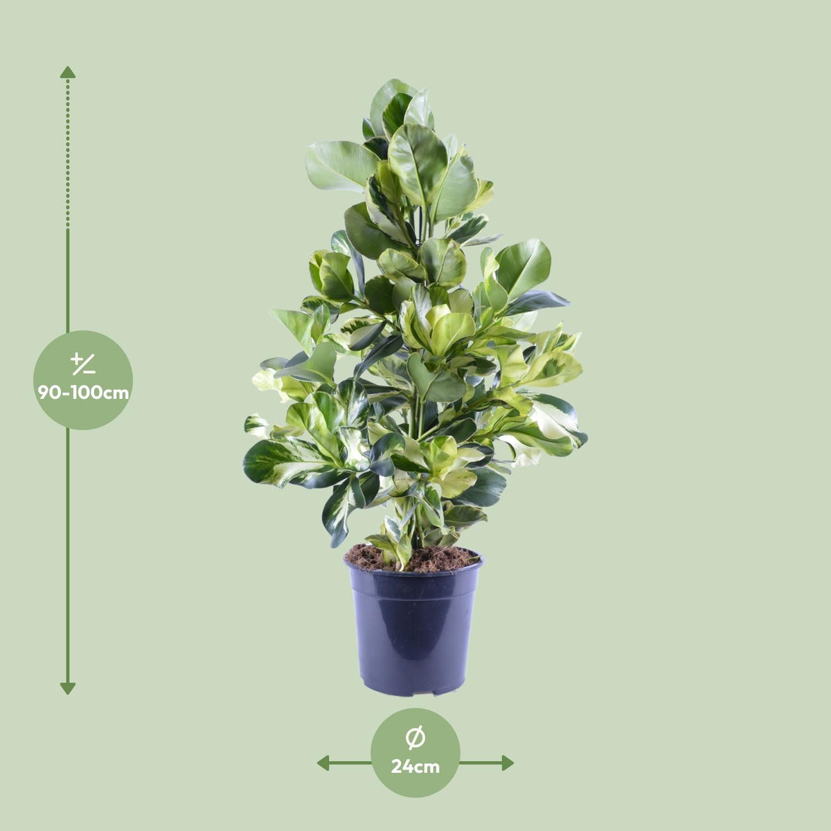 Clusia Rosea White Star – Ø 24 cm, 95 cm hoch