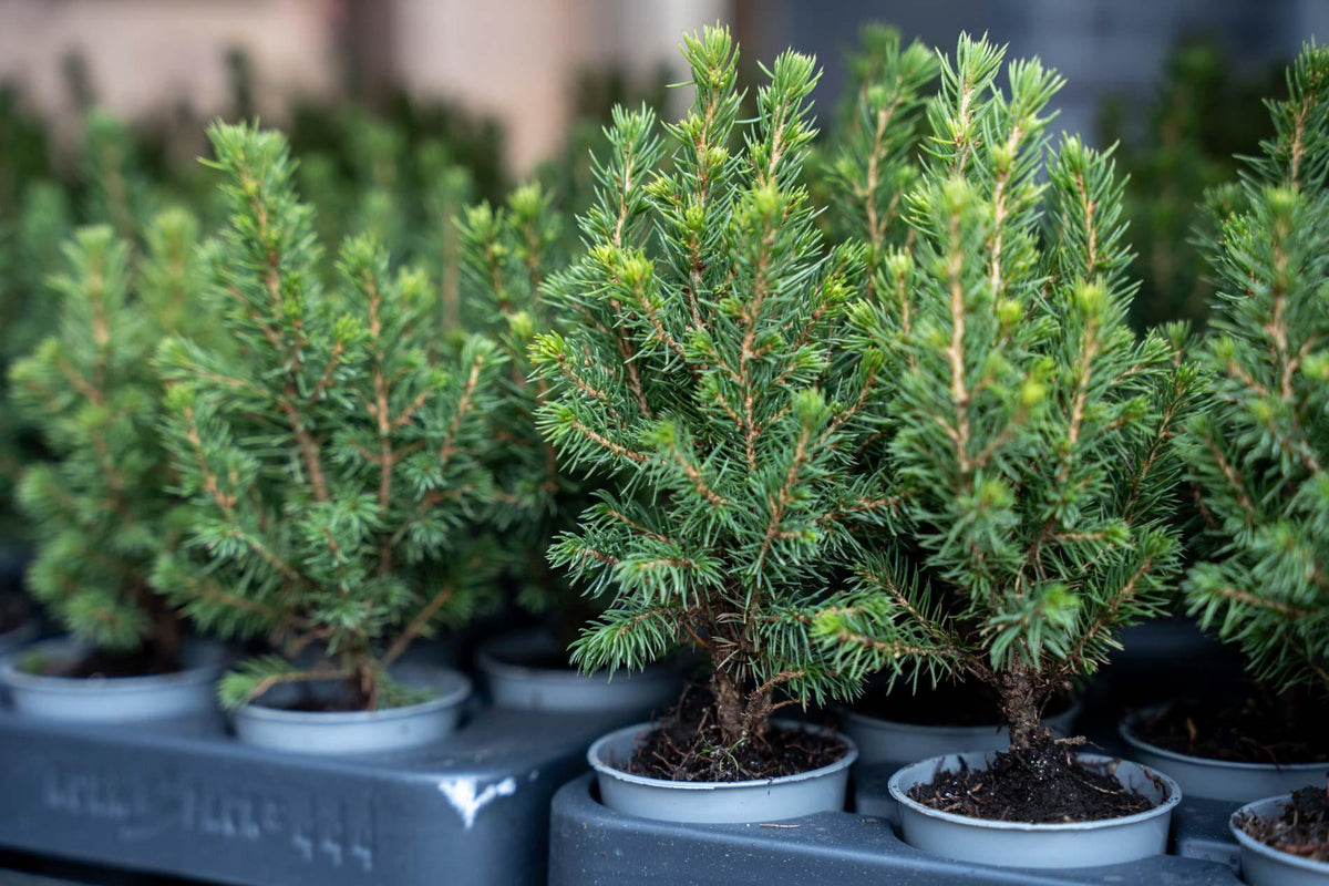 Picea glauca 'Perfecta' (petit sapin de Noël) – 3 plants, Ø6 cm, 15–20 cm de haut – photo 3