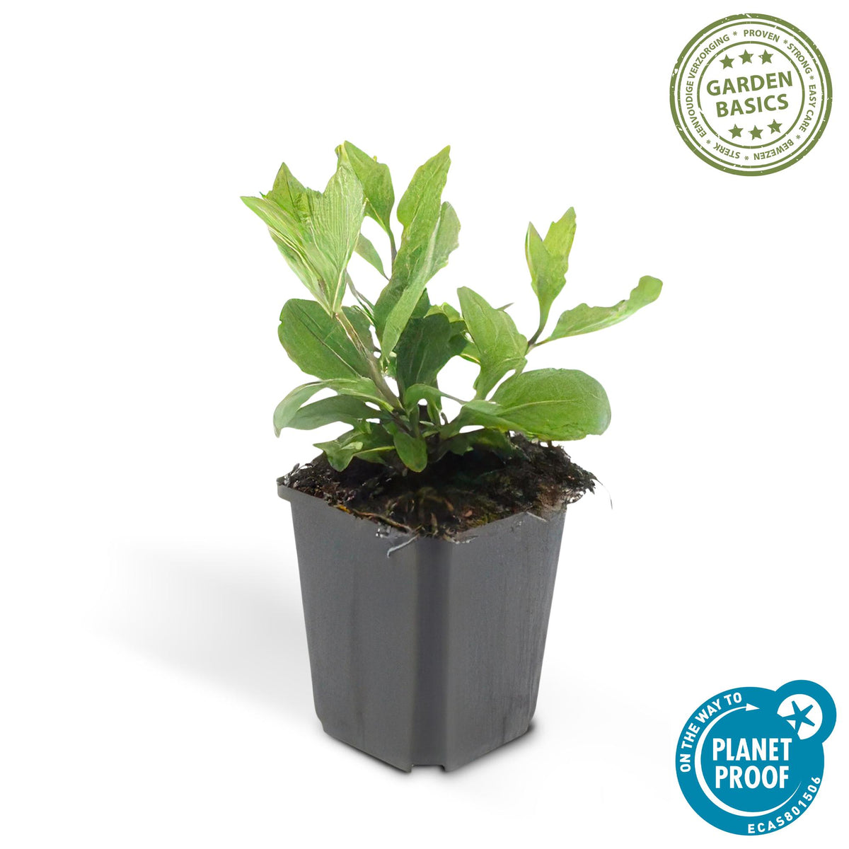 Aster ageratoides 'Asran' – 60 Pflanzen, Ø9 cm, 10–25 cm hoch