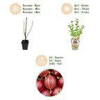 Ribes uva-crispa 'Hinnonmaki Rod' (ribes noir) – 6 plants, Ø9 cm, 35 cm de haut