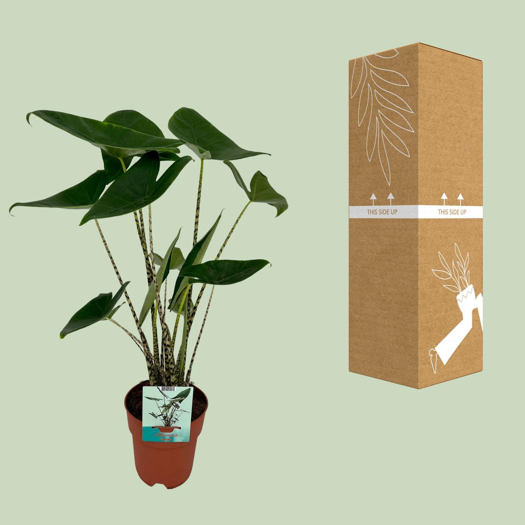 Alocasia zebrina (oreille d'éléphant) – Ø19 cm, 75 cm de haut