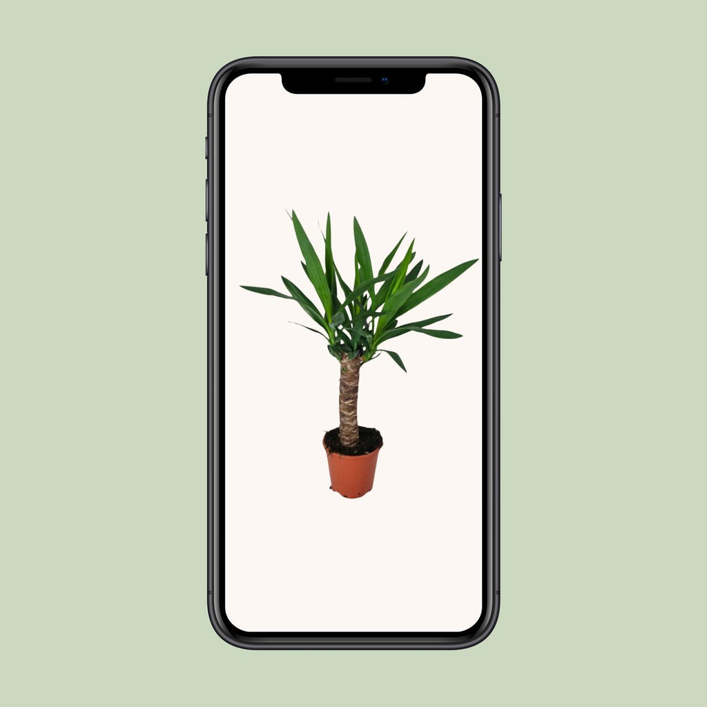 Yucca – Ø14 cm, 60 cm høj