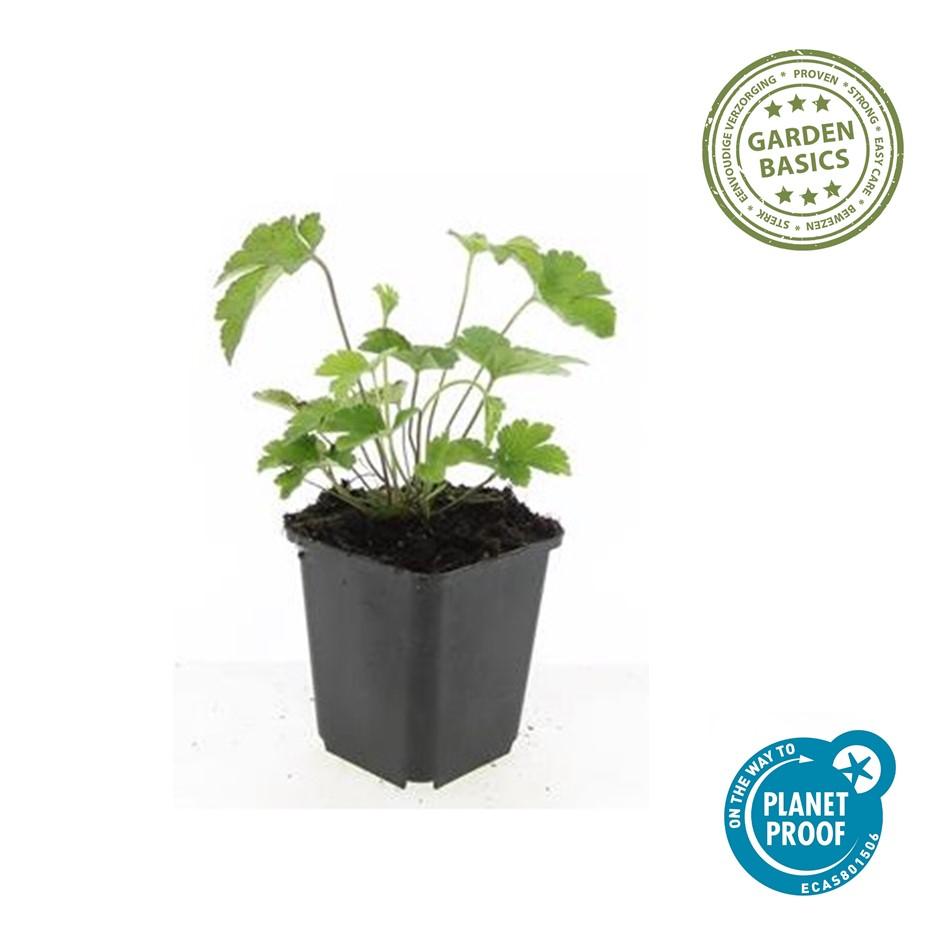 Anemone tom. 'Robustissima' (Herbstanemone) – 24 Pflanzen, Ø 9 cm, 10–25 cm hoch