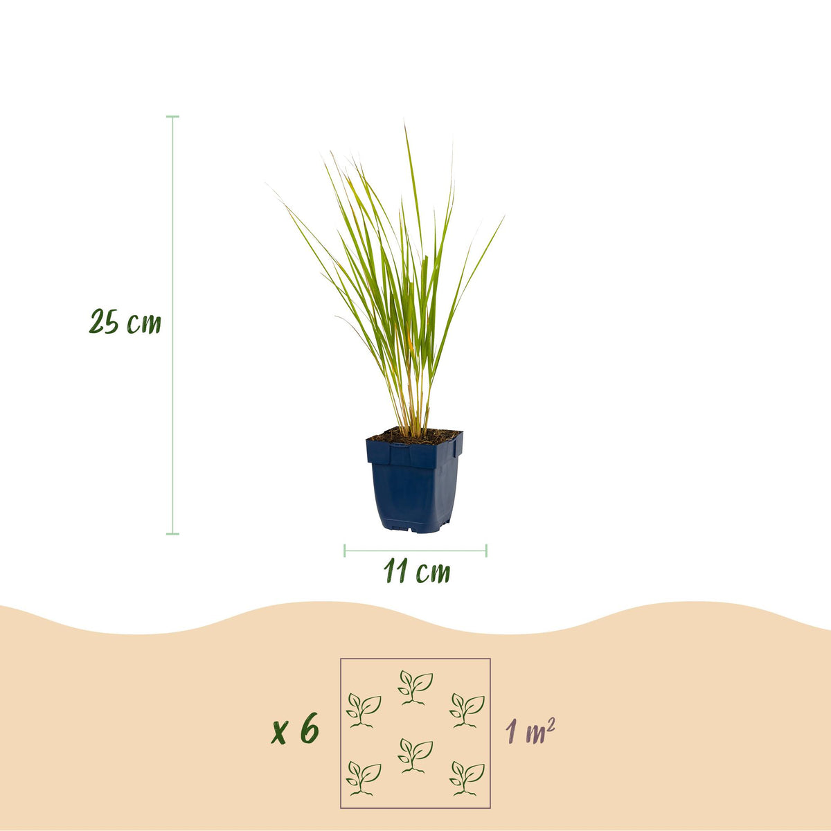 Calamagrostis 'Karl Foerster' (struisriet) – 6 planten, Ø11 cm, 15–25 cm hoog – foto 3