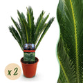 Cycas revoluta (cycas) – Ø15 cm, 45–55 cm de haut – art. 54718
