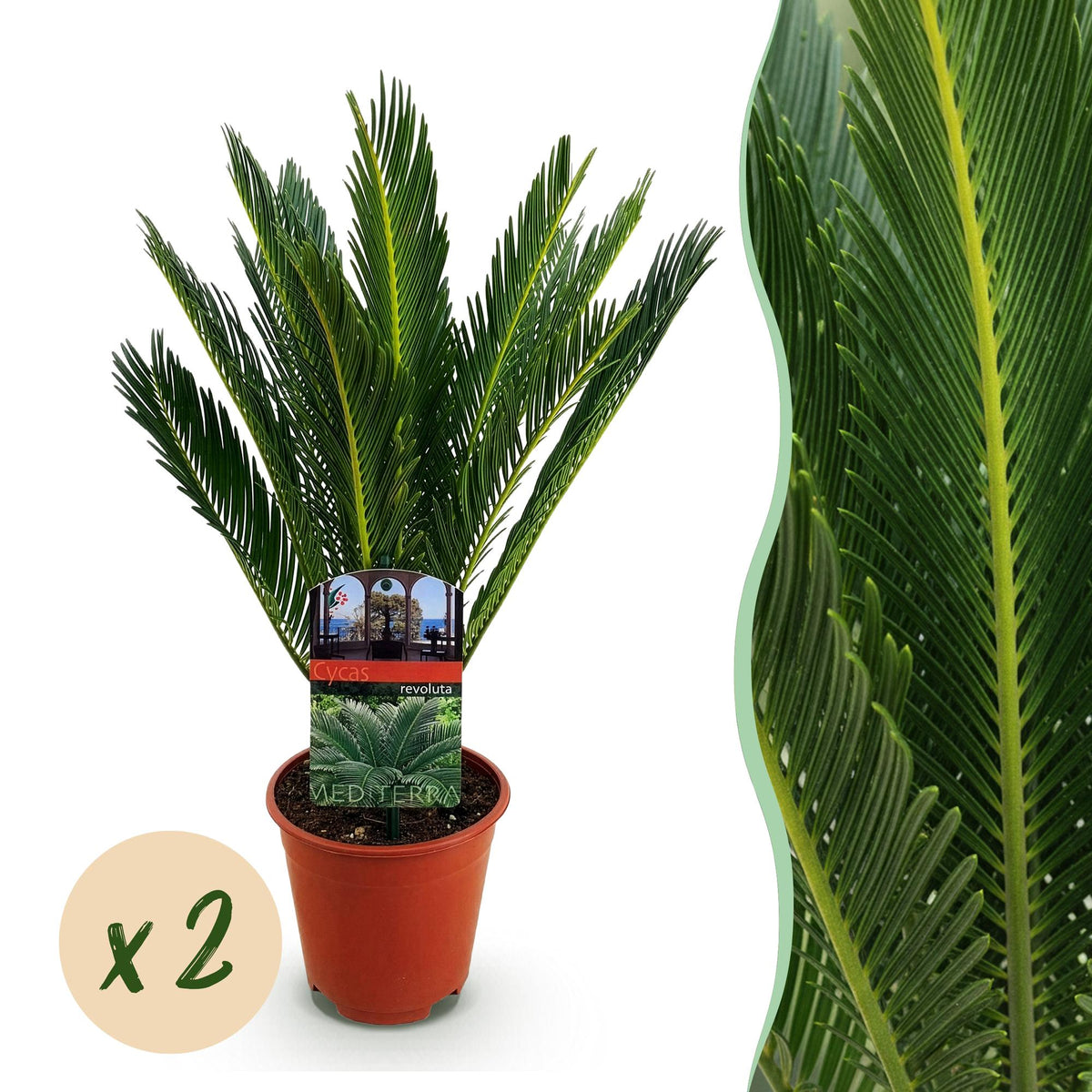 Cycas revoluta (cycas) – Ø15 cm, 45–55 cm de haut – art. 54718
