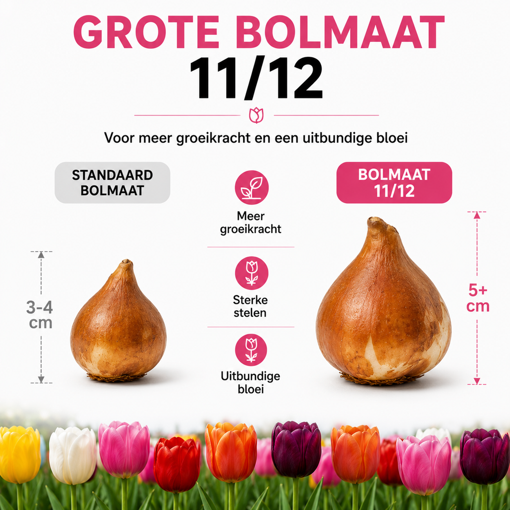 Tulpenmix – 200 bloembollen (bolmaat 11/12)