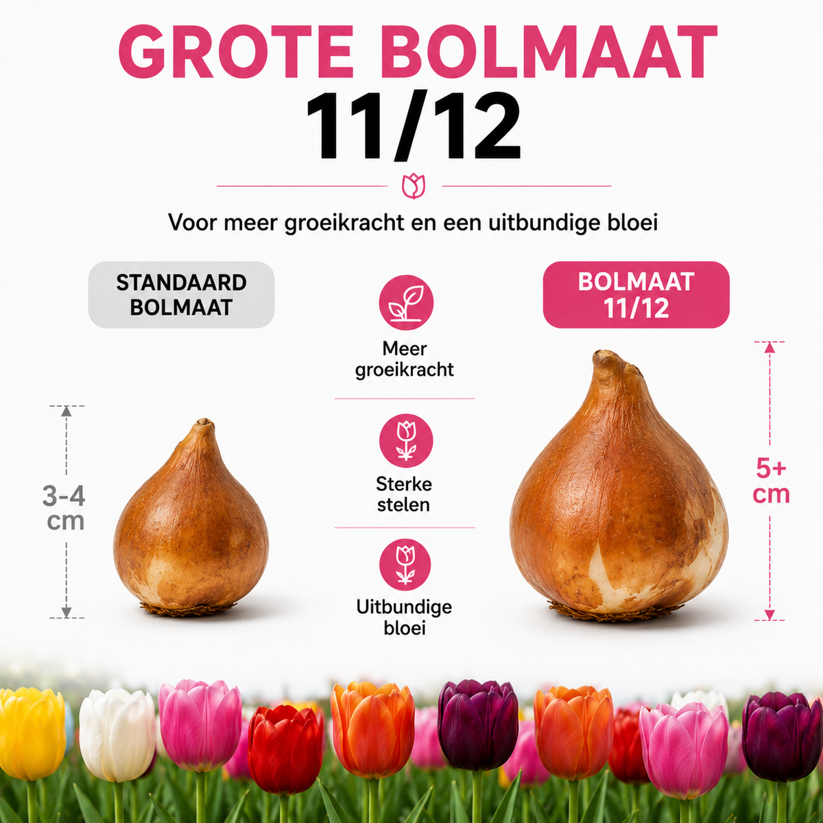 Tulpenmix – 200 bloembollen (bolmaat 11/12)