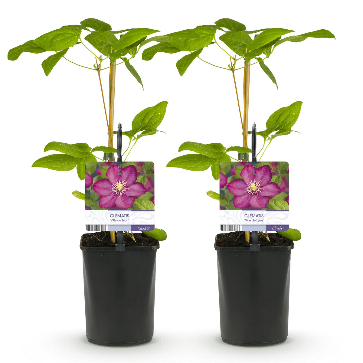 Clematis 'Ville De Lyon' (bosrank) – roze – 2 planten, Ø11 cm, 40 cm hoog