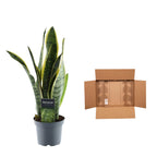 Sansevieria Laurentii (vrouwentong) – Ø12 cm, 45 cm hoog