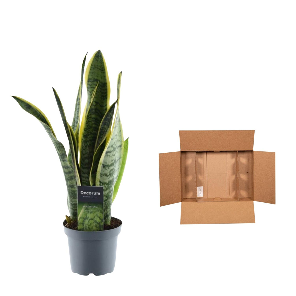 Sansevieria Laurentii (vrouwentong) – Ø12 cm, 45 cm hoog