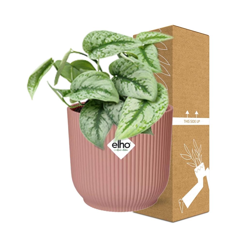 Scindapsus pictus ‘Trebie’ in ELHO Vibes Fold 14cm pink – 20 cm high – photo 4