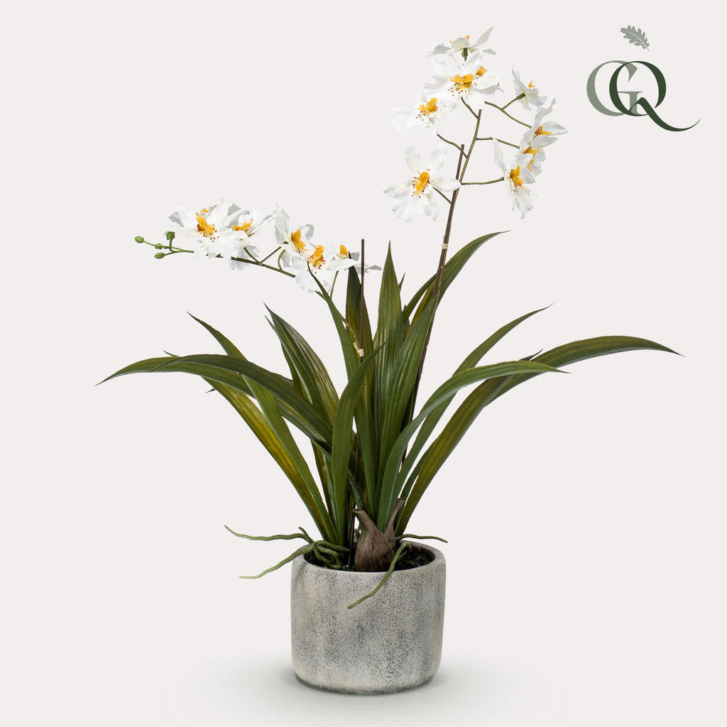 Orkidé (Phalaenopsis) – Ø14 cm, 45 cm hög