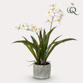 Orkidé (Phalaenopsis) – Ø14 cm, 45 cm hög