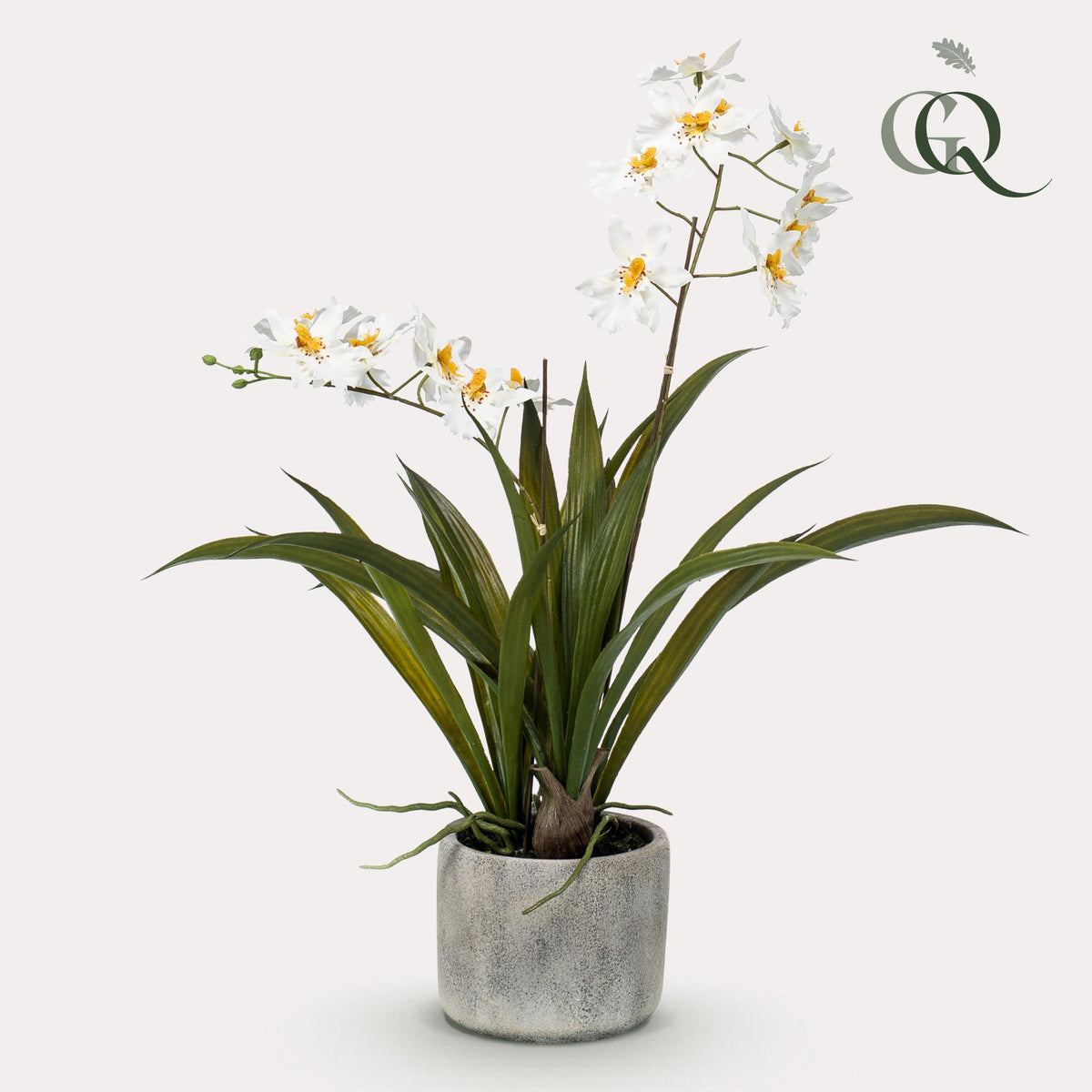 Orchidee (Phalaenopsis) – Ø14 cm, 45 cm hoog