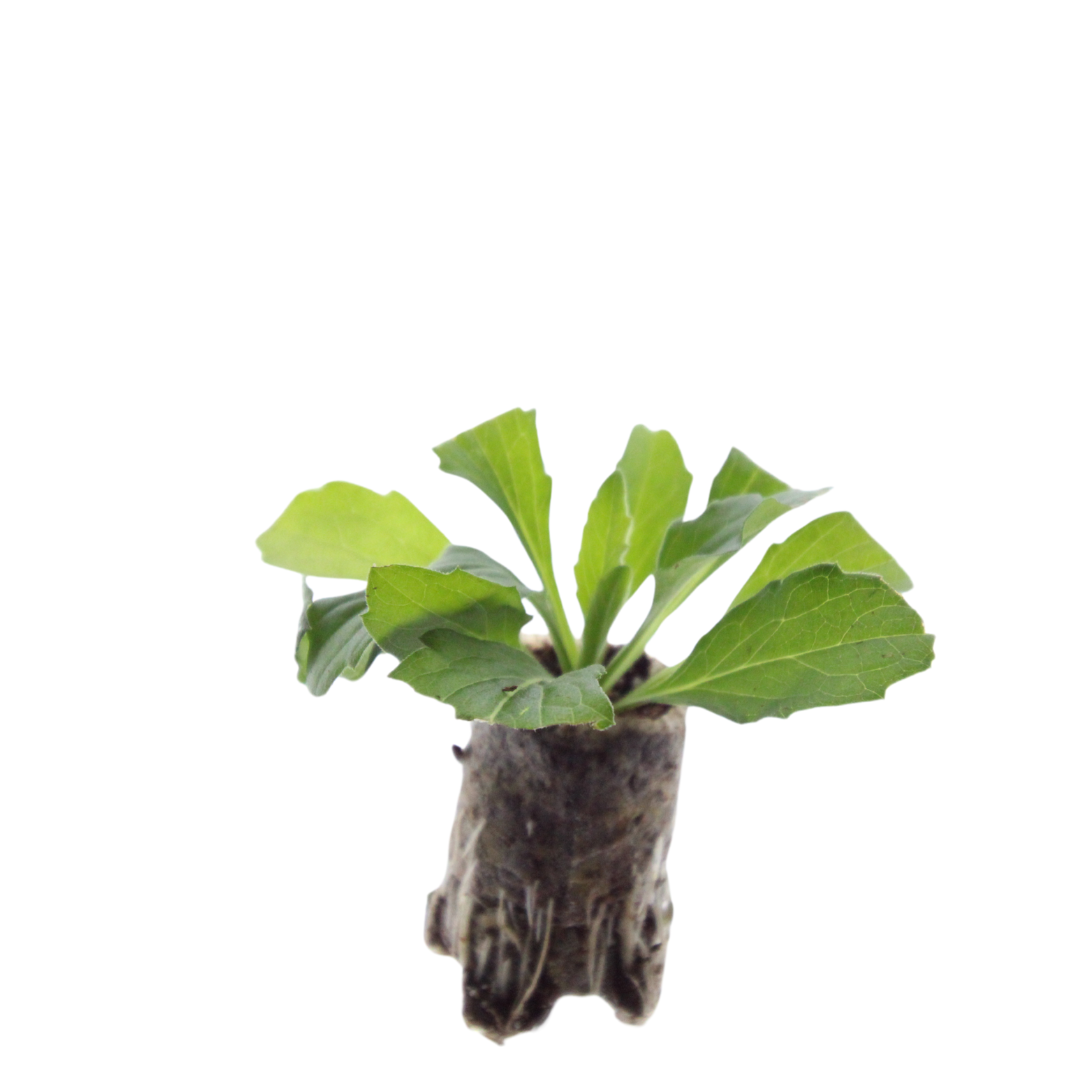 Aster