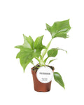 Philodendron Warszewiczii – Ø12 cm, 30 cm høj