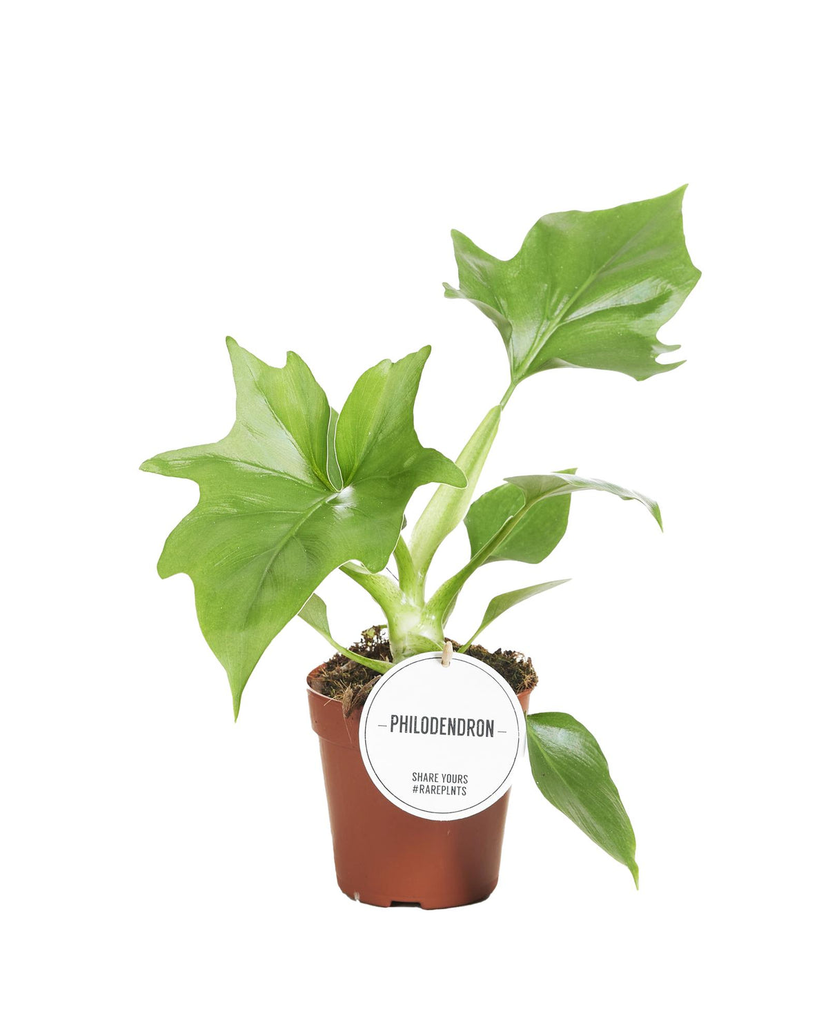 Philodendron Warszewiczii – Ø12 cm, 30 cm høj