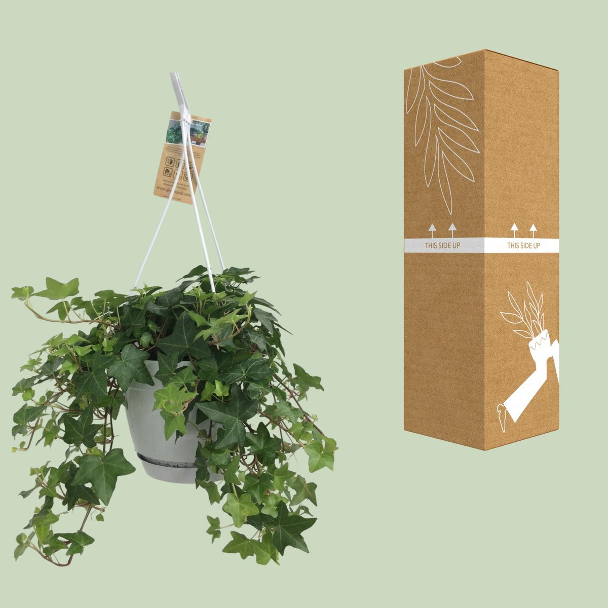 Hedera Helix Groen (klimop) – Ø17 cm – foto 5
