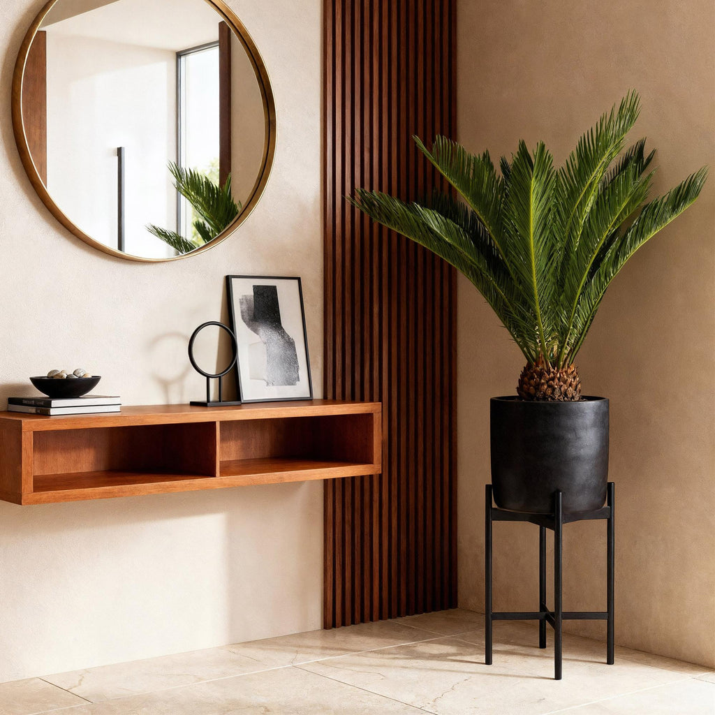 Cycas revoluta (palmebregne) – Ø17 cm, 55–65 cm høj – art. 54719