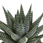 Mélange de Gasteria/Haworthia dans un pot blanc – Ø 10 cm, 18 cm de haut