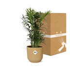 Chamaedorea elegans i ELHO Vibes Fold 14 cm gul (bergpalm) – 40 cm hög