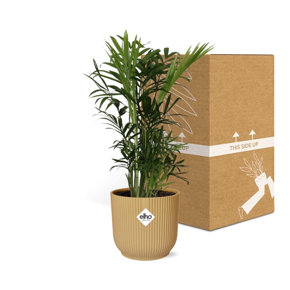 Chamaedorea elegans i ELHO Vibes Fold 14 cm gul (bergpalm) – 40 cm hög – bild 5