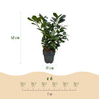 Prunus laurocerasus 'Etna' (cherry laurel) – 6 plants, Ø17 cm, 50 cm high