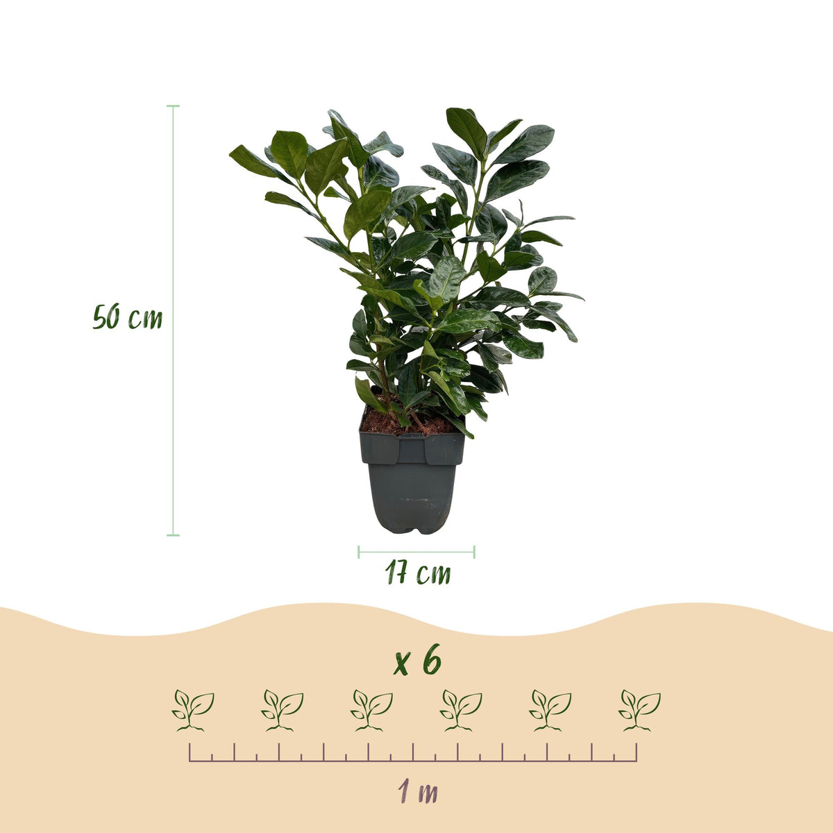 Prunus laurocerasus 'Etna' (laurier-cerise) – 6 plants, Ø17 cm, 50 cm de haut – photo 3